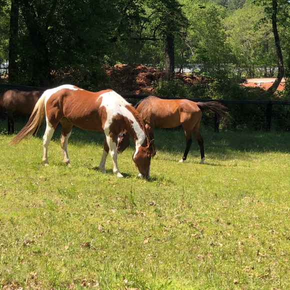 Hi, I’m Desi. I have a passion for horses. - Picture 4 of 11